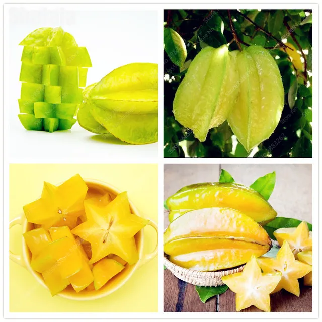 starfruit seeds barca fontanacountryinn com starfruit seeds