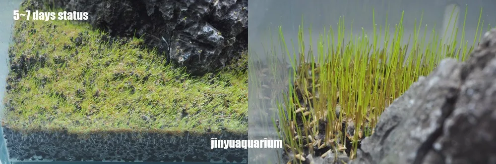 Водные растения seedEleocharis Acicularis аналогичный передний ковер аквариум живой водный пейзаж аквариума легко быстро расти