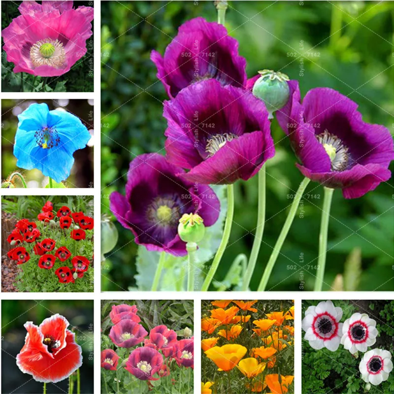 

100% Genuine 500 pcs Rare Poppy Papaver croceum Novel Bonsai Plants Papaver nudicaule Beautiful Poppy Flowers for Home Garden