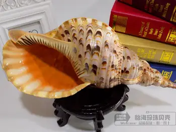 

Four big name of name fish bowl Superlarge conch shell snail props Natural corals Sea star statues Home wedding decoration dies
