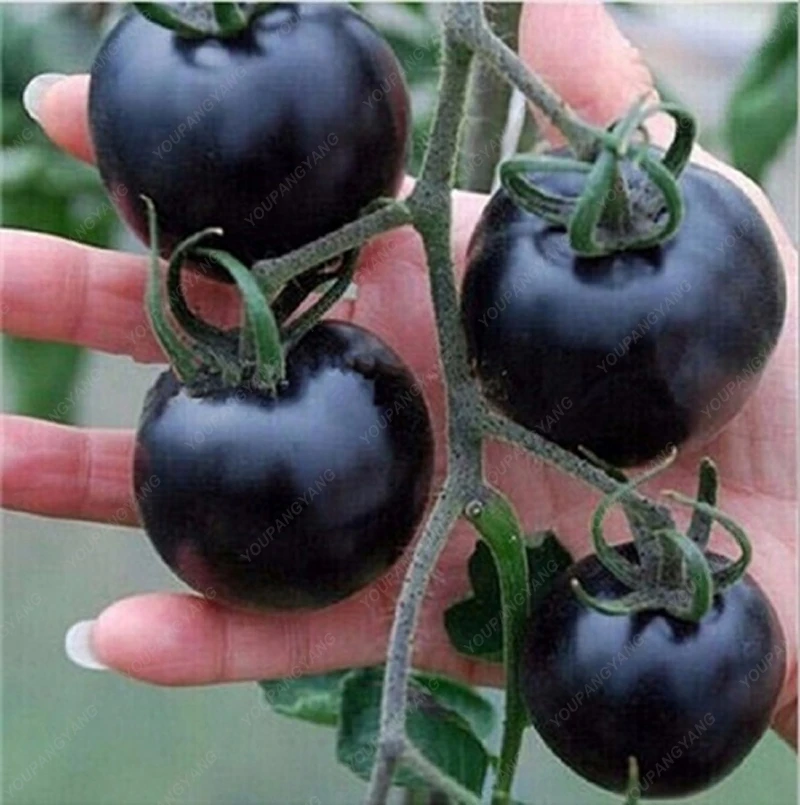 Buy 100PCS HOT SALE Rare Organic Black Tomato Seeds