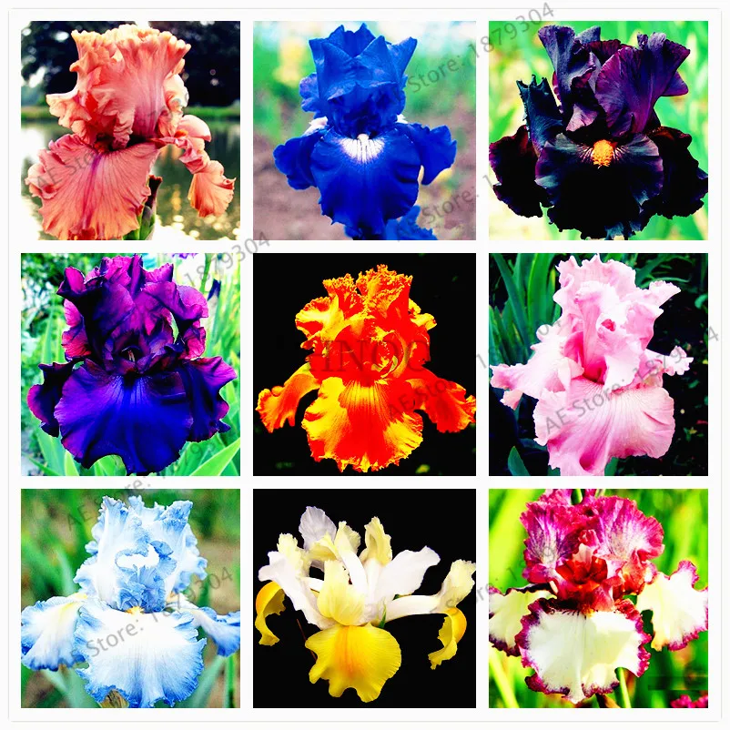

50pcs/bag Iris orchid flores,perennial bonsai Plant butterfly iris flower plantas for home garden planting