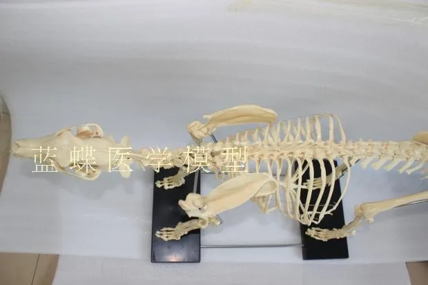 完全送料無料 スケルトンモデル 犬のスケルトン犬の骨格標本モデル犬動物解剖学的ティーチングモデル Zsefv Avmschools Ac In