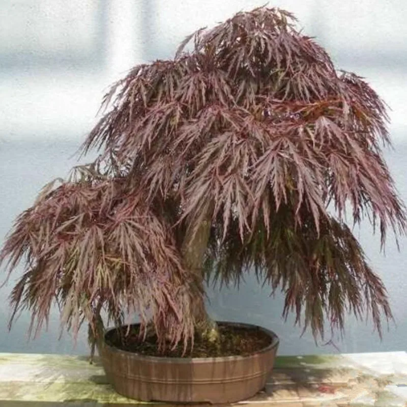 10pcs Rare Black Maple Seeds Acer Nigrum - Pure Bonsai