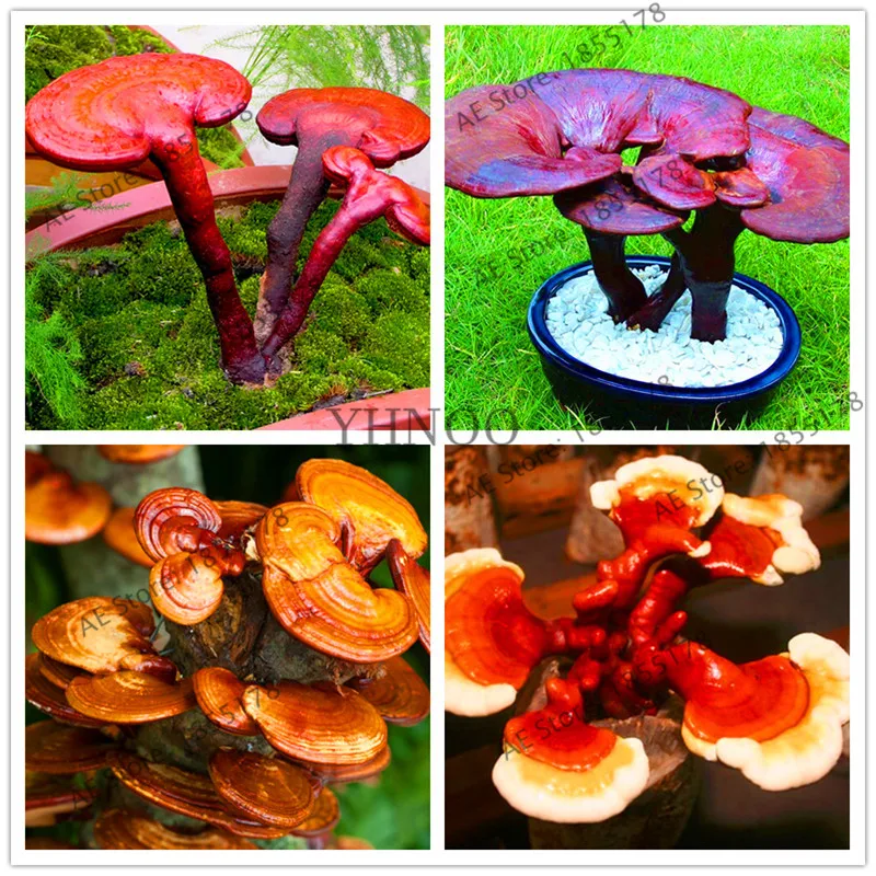 

100pcs/bag, Funny Succulent Plant Edibel,chinese Ganoderma Lucidum,easy to grow