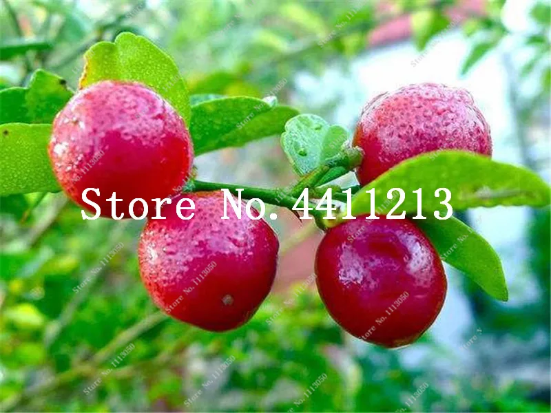 15 قطع الأحمر الليمون شجرة أيضا هو الدم البرتقال العضوية الفاكهة بونساي عالية بقاء معدل بونساي الأحمر الجير مصنع صحي الغذاء المنزل حديقة