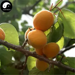 Купить абрикос фруктовых деревьев Semente 20 штук завод Armeniaca обыкновенная для китайских син