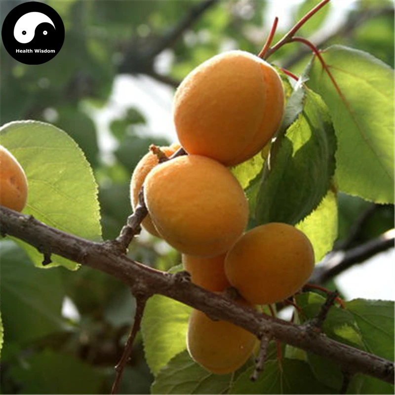 Buy Apricot Fruit Tree Semente 20pcs Plant Armeniaca Vulgaris For
