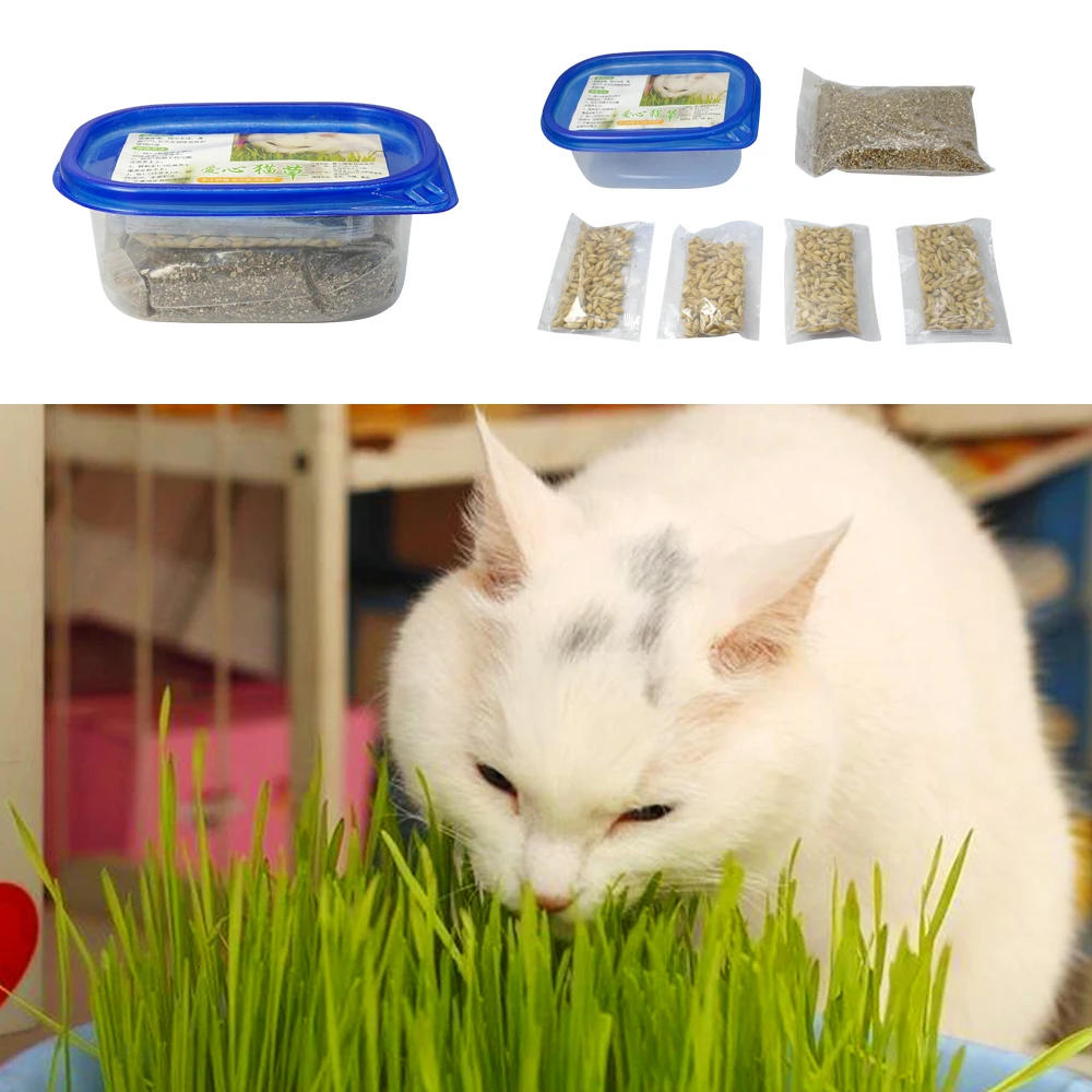 Green Digestive Cat Grass Seeds Foliage Plant Seeds Wheat Grass Seed Bonsai Grass Wholesale 1 Set Green Digestive Cat Grass Seeds Foliage Plant Seeds Wheat Grass Seed Bonsai Grass Wholesale 1 Set