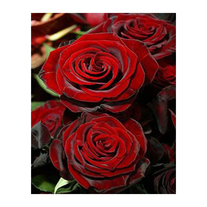 DIY Diamond Painting red rose picture Full Cross stitch kits Icons Diamond Embroidery flowers stickers Mosaic pattern Needlework 