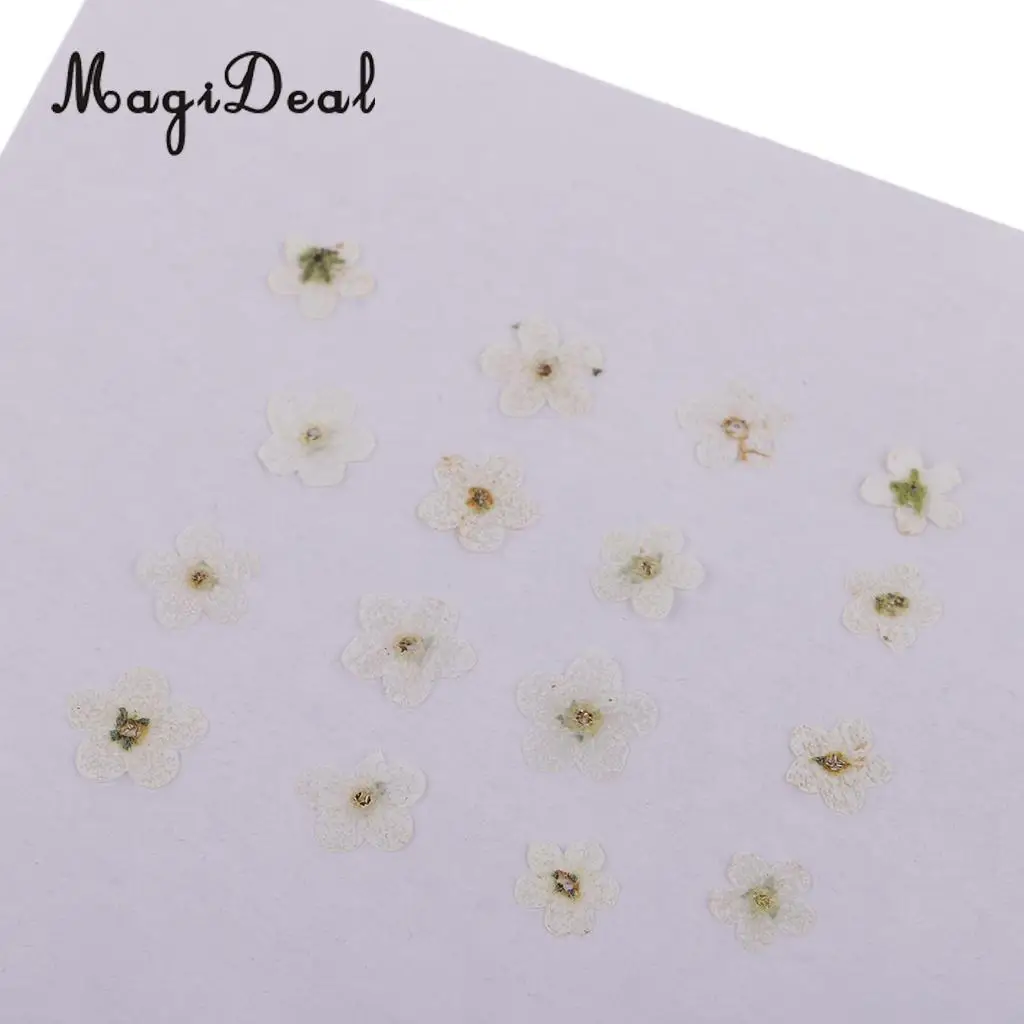 12 Pieces Forget-Me-Not Real Dried Flower Embellishment for Resin Casting Phone Case Nail Art Decoration Blue White