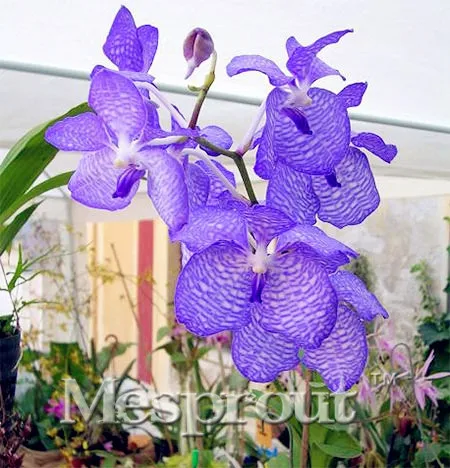 

Free Ship 100 Beautiful Plant Mini Bonsai Flower African Vanda Coerulea Bonsai Home Watch Perennial Herb Easy To Grow