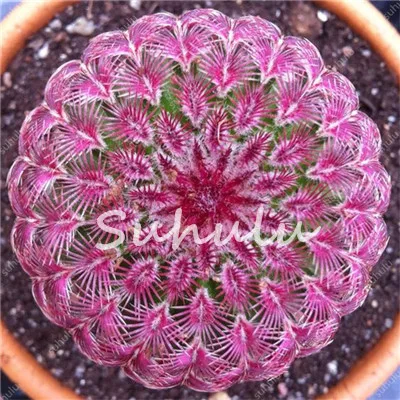 100 Pcs/Pack Loss Promotion ! Beautiful Cactus,Bonsai Flores Succulent Potted Plants Flower Plantas Diy Home Garden 100% Natural 100 Pcs/Pack Loss Promotion ! Beautiful Cactus,Bonsai Flores Succulent Potted Plants Flower Plantas Diy Home Garden 100% Natural