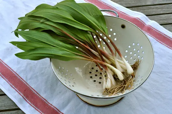 100/bag Ramp,Wild Leek Seeds (Allium tricoccum) Perennial,Considered by many to be the best tasting member of the onion family