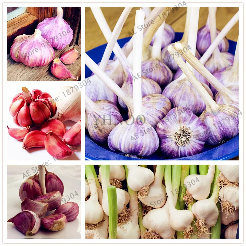 

100pcs/bag Garlic flores natural and organic Vegetable plantas healthy bonsai plante for Garden Plants Kitchen seasoning food