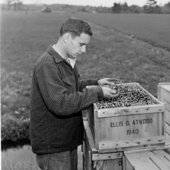 USA  Massachusetts  Carver  cranberry picker looking at cranberries in box Poster Print (18 x 24)