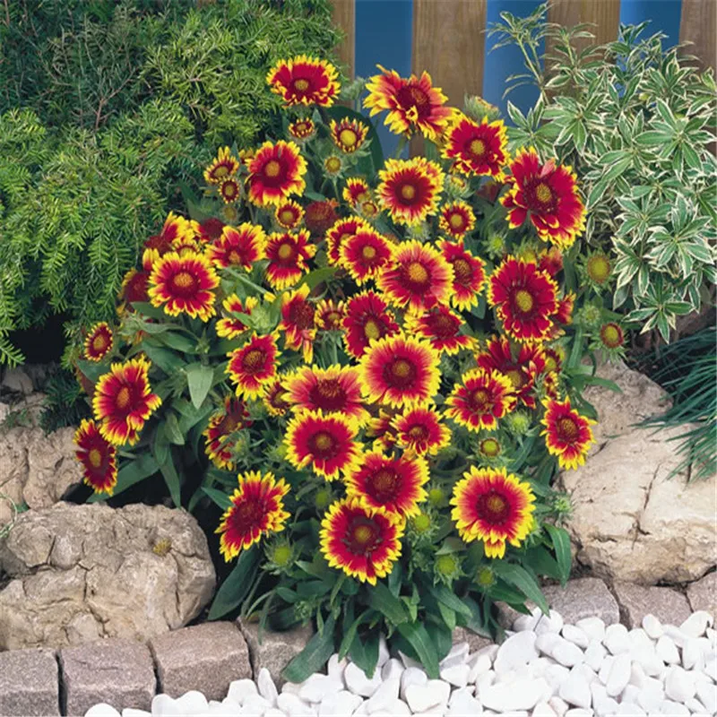 Seeds Blanket Flowers (Gaillardia Aristata) Mix Perennial Blanket