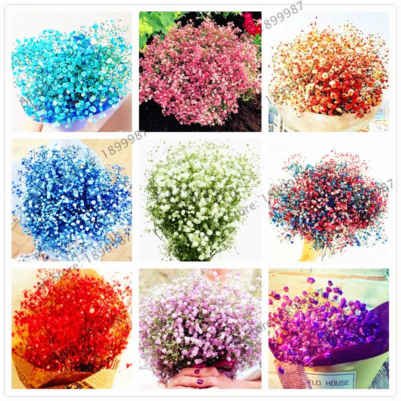 

100pcs/bag mixed color Gypsophila Paniculata Bonsai, Beautiful Gypsophila flower Ornamental Flowers DIY plant for home and gard