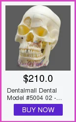 Dentalmall Стоматологическая модель#5004 02-Съемная Pro модель черепа