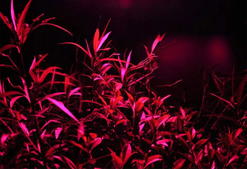 AC 110V 220V LED COB Lamp Chip 20W 30W 50W 100W 150W Full Spectrum LED Plant Grow Light Driverless Smart IC DIY LED Floodlights (22)