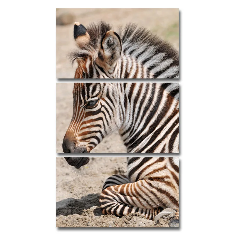 Современная Зебра картины на холсте для гостиной стены искусства плакат и печатная графика домашний Декор без рамки - Цвет: CL1158ABC