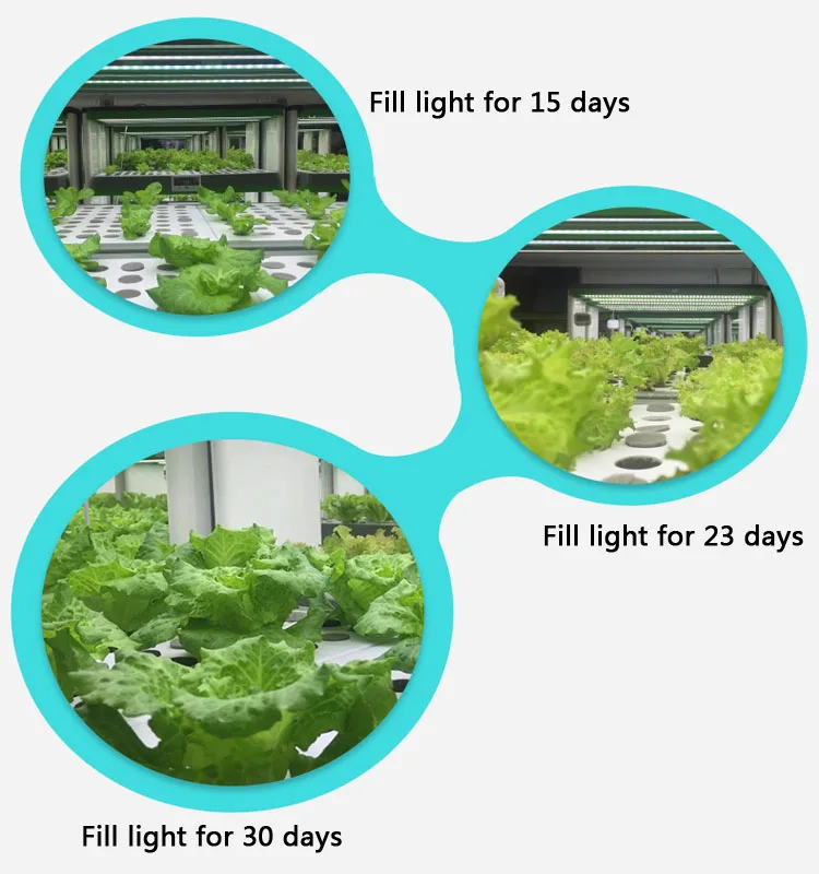 Светильник для выращивания растений, полный спектр, Светодиодная лента, цветок, Фито, лампа, красный, синий, 10:4, для выращивания растений, для помещений, лампа для настольного растения, цветок, USB, УФ