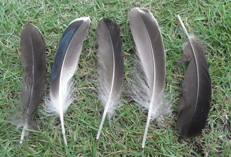 100pcs/Lot 10-15cm Nature Mallard Duck Wing Quill Feathers,Grey Mallard Fea...