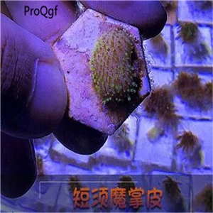 1 шт. набор настоящий Натуральный Коралл - Цвет: 1 duanxu coral