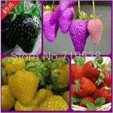 Vegetable planting balcony pot spent four seasons strawberry fruits seeds 100seeds/pack