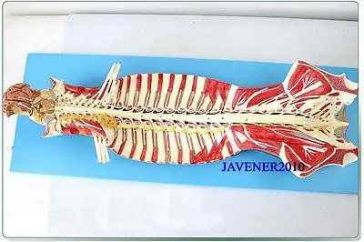 

Human Anatomical Brain Spinal Nerve Medical Model High Quality