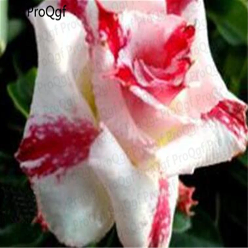 

3Pcs A Set Red Lines Petal Balcony Potted Desert Rose Plant