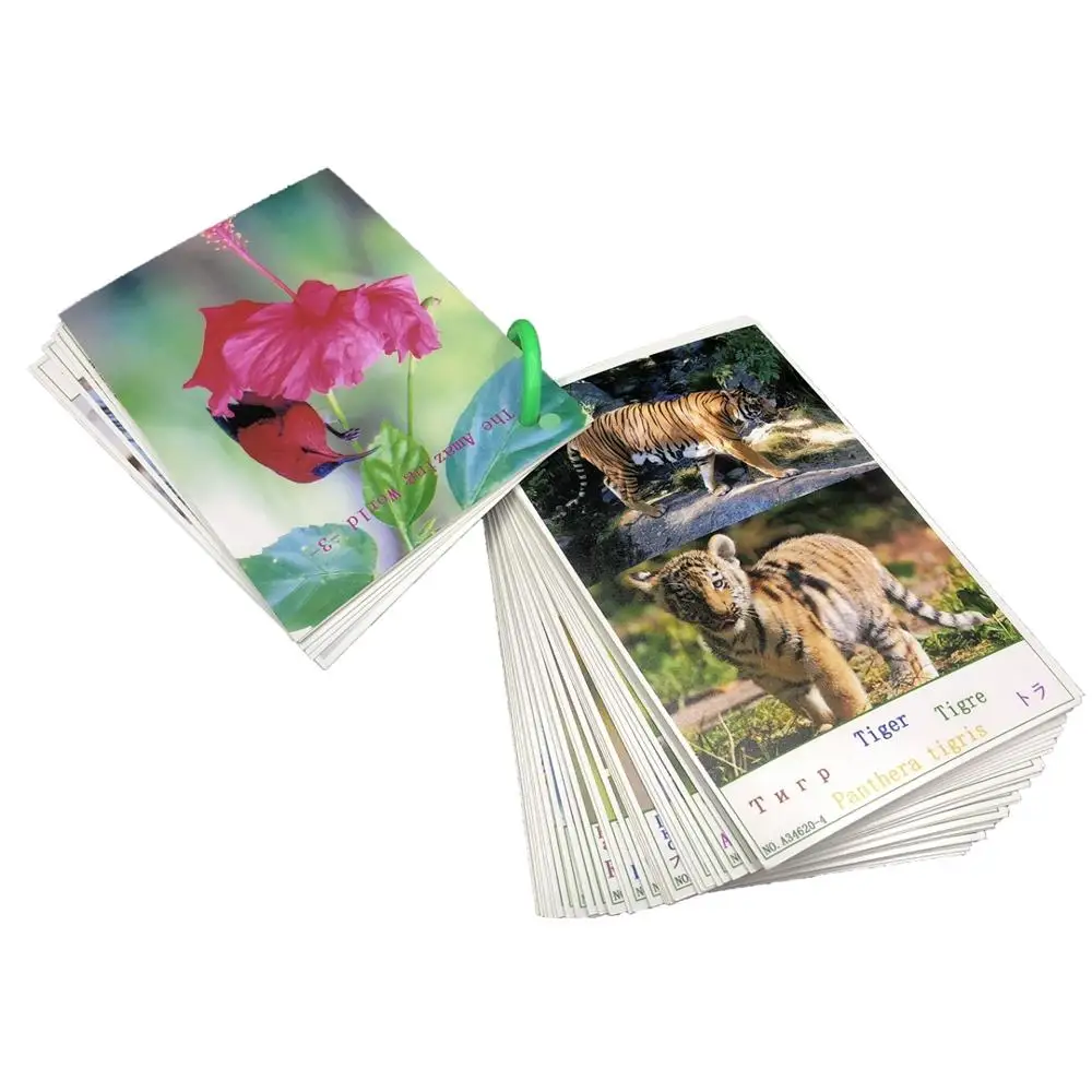 

Cards Book Toys 56pcs Early Development Learning Animals Birds Fish HD Photocard Five Languages English Russian Kids Gift