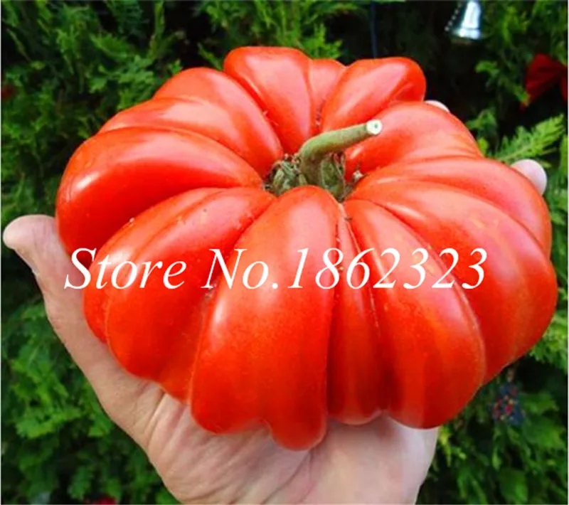 

200 Pcs Giant Tomato Bonsai, Tasty and Exotic Fruit Organic Vegetable Potted Plants For Home Garden Non-Gmo planta Free Shipping