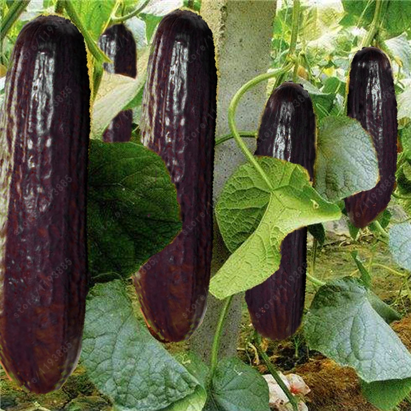 bonsai 100 pcs rare purple black cucumber japanese long cucumber seeds