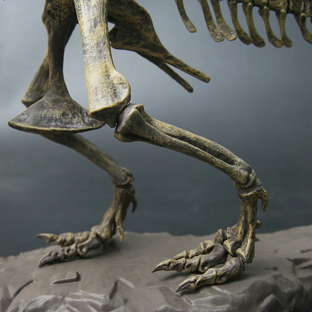 4D Assembling Fossil Skeleton 5