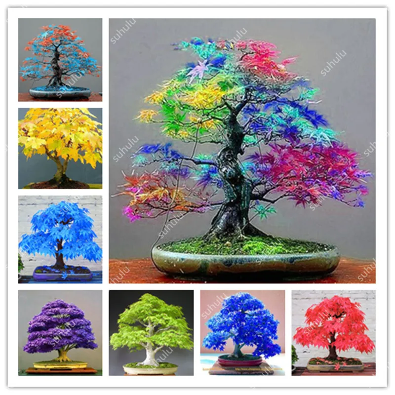 50 Pcs Colorful Mini Mixed Japanese Maple Bonsa Tree Flores Diy Bonsai Plant For Office,Balcony