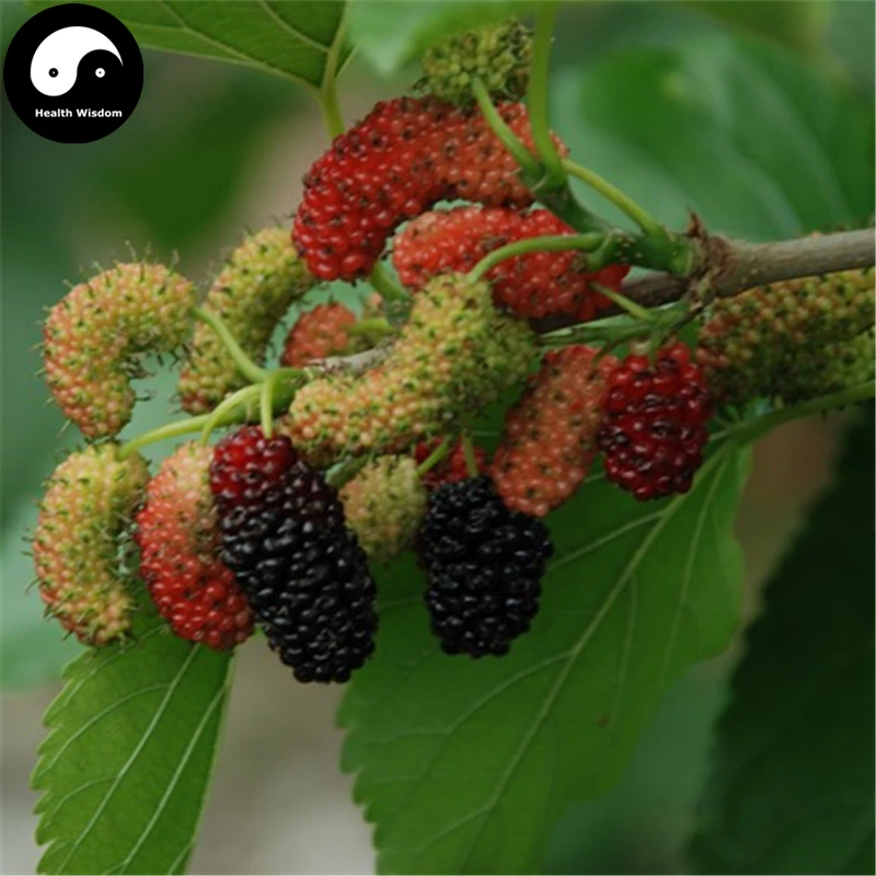 Buy Mulberry Tree Semente 200pcs Plant Chinese Fructus Mori For Fruits