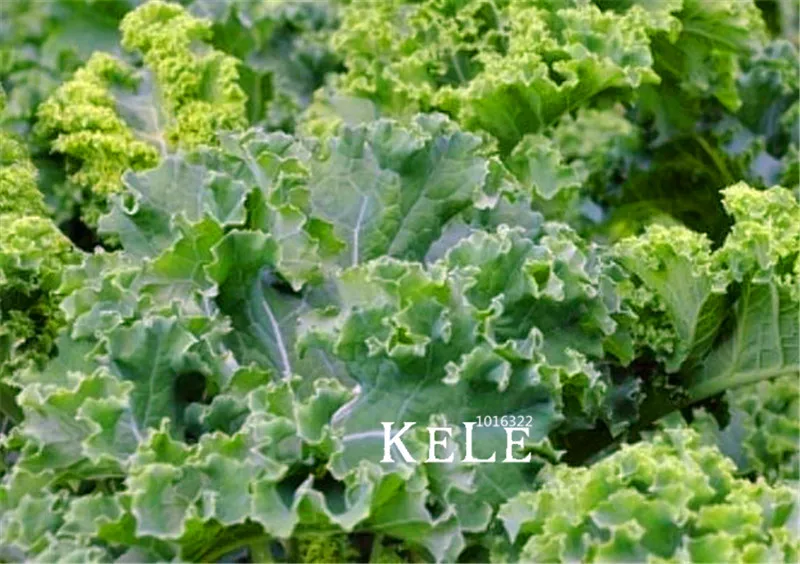 

100 Pieces/Lot Best-Selling!Kale,Vegetable Bonsai | Delicious German Heirloom Kale to Beautiful Courtyard plant for home & gar
