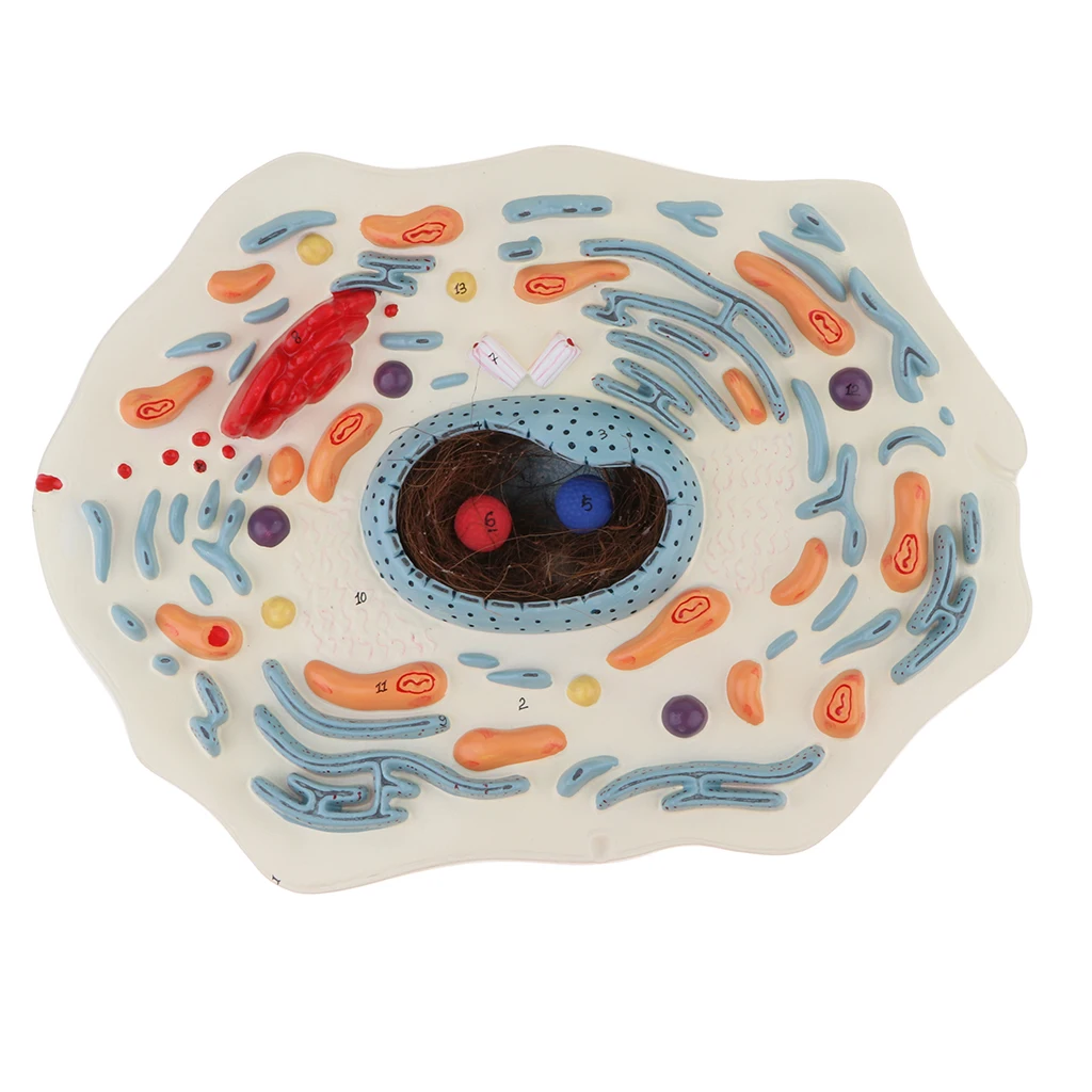 Magnification 20000X Animal Cell Micro Structural Anatomy Model Biological Learning Display Lab Ornament