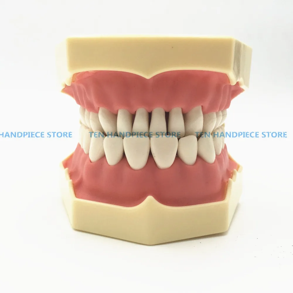2018 Good quality Dental Soft Gum Teeth Model with tougneTypodont w/ 32 Removable Teeth NISSIN 200 Compatible 2018 Good quality Dental Soft Gum Teeth Model with tougneTypodont w/ 32 Removable Teeth NISSIN 200 Compatible