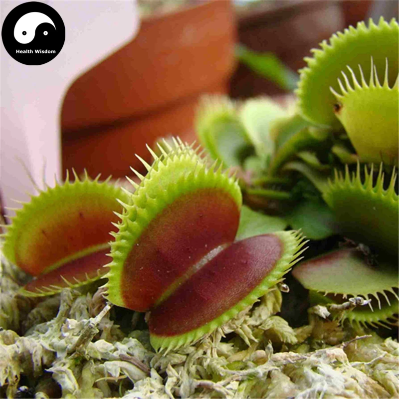 

Buy Venus Flytrap Semente 60pcs Plant Carnivorous Dionaea Insectivorous Grass