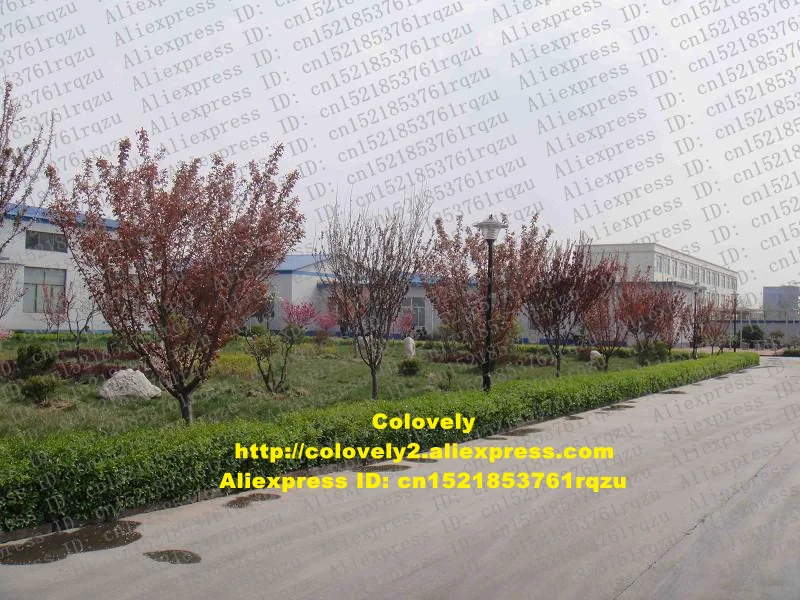1 corn of our factory