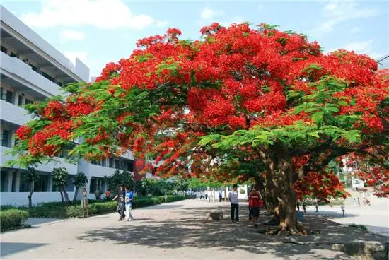 

5pcs Flame tree Royal Poinciana Tree flamboyant Perennial Novelty plants potted