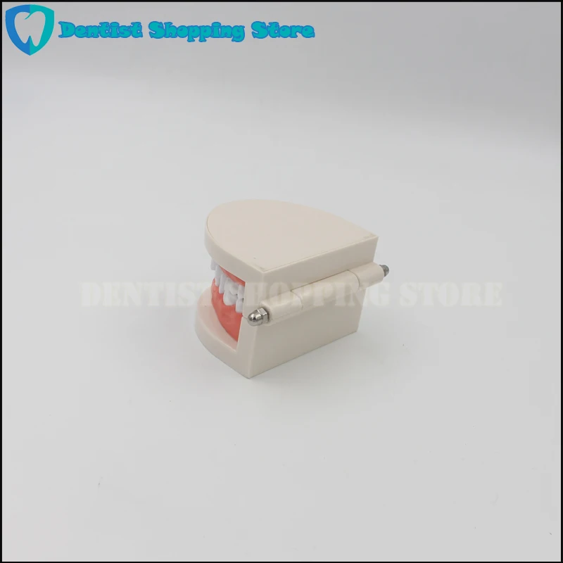  Dental Brushing Teeth Teaching Model for Child Kids Learning Teeth Gums Standard Demonstration Tool - 32899736954