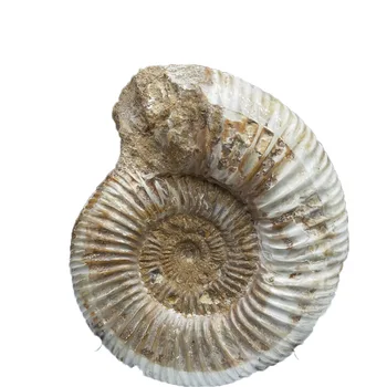 

Natural Conch Chrysanthemum Crystal Stone Quartz Mineral White Pretty Polished Ribbed Whole Ammonite Nautilus Fossil Shell