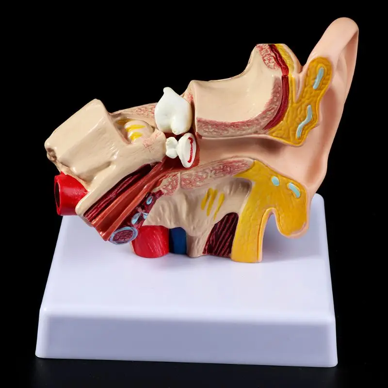 1,5 раз в натуральную величину анатомическая модель человеческого уха органические Медицинские Учебные принадлежности профессиональные