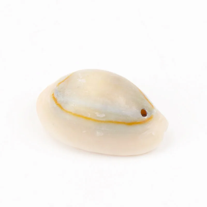 Spiral Shell SeaShells Conch for DIY handmade Home decoration jewelry making 10-25mm 20pcs