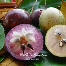 

30pcs Star Apple Seeds Chrysophyllum Cainito Seeds Fruit Tree Seeds Bonsai Home Garden Sweet Fruit Plant DIY