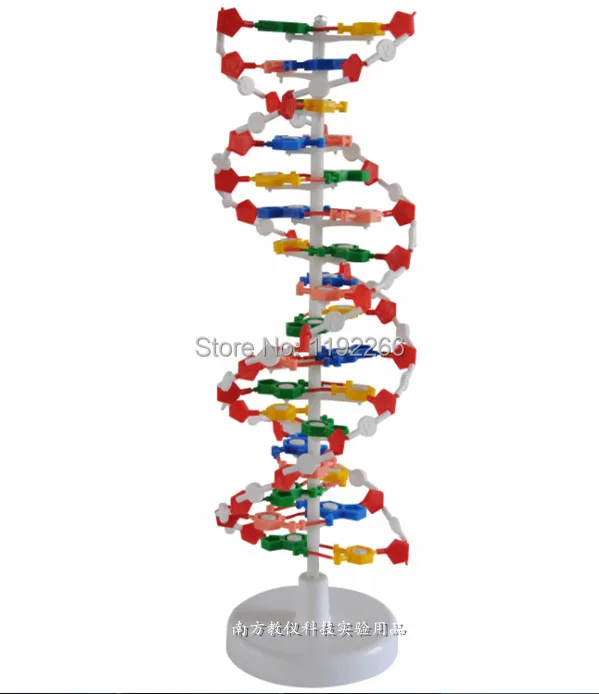 DNA double helix model DNA double helix structure models 