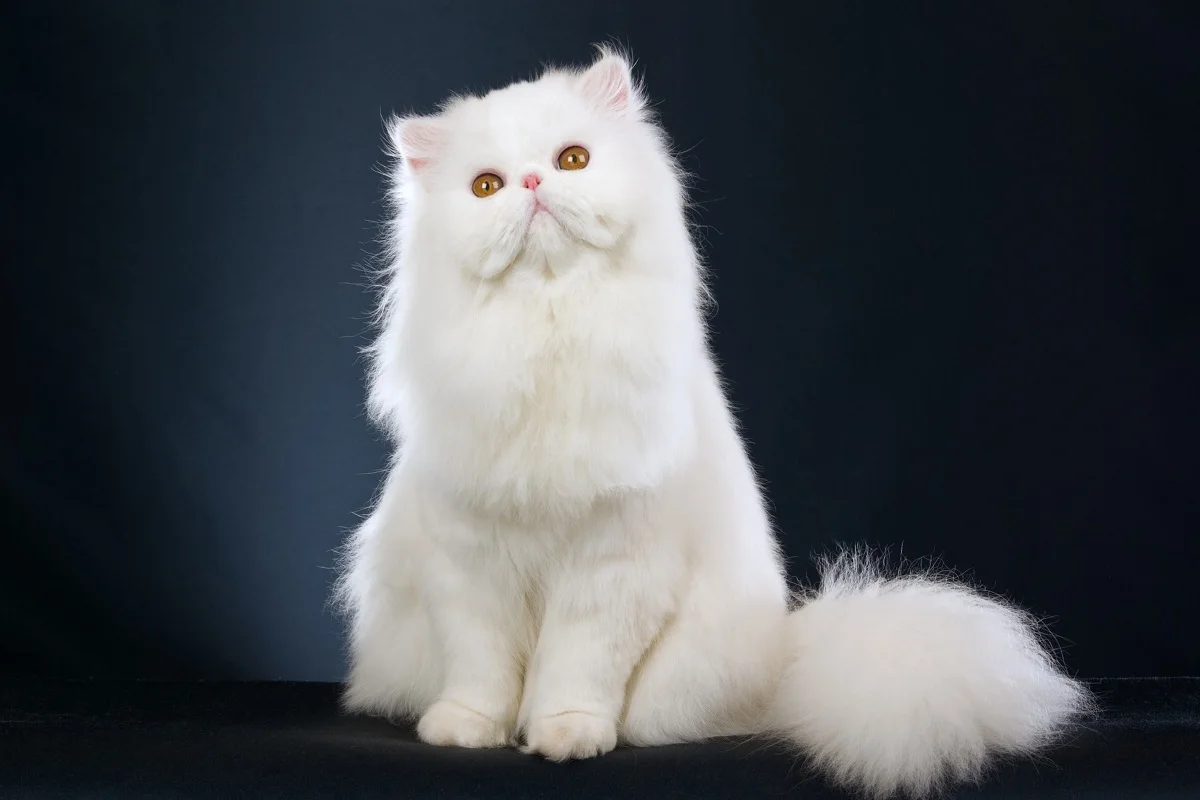 Оригинальный фотопостер белый персидский кот котенок PDW23 для украшения стен